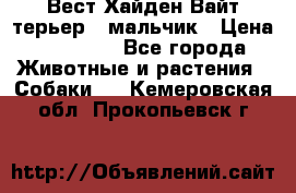 Вест Хайден Вайт терьер - мальчик › Цена ­ 35 000 - Все города Животные и растения » Собаки   . Кемеровская обл.,Прокопьевск г.